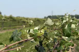 V/L Scottdale Rd, Berrien Springs, MI 49103 - Photo 45