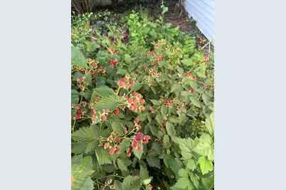 420 Montrose Avenue, Kalamazoo, MI 49001 - Photo 33