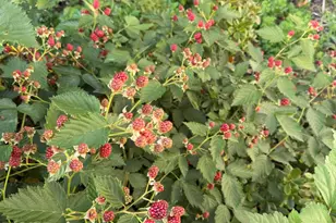 420 Montrose Ave, Kalamazoo, MI 49001 - Photo 33