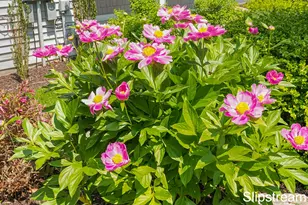 857 Pinnacle Run Dr SE, Grand Rapids, MI 49546 - Photo 47