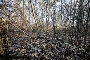 1767 Flanders Rd, Charlotte, MI 48813 - Photo 17