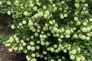 514 Bailey Dr, Big Rapids, MI 49307 - Photo 29