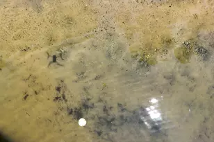 29317 Misty Pnes St, Dowagiac, MI 49047 - Photo 129