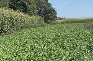 10001 Pioneer Rd, Osseo, MI 49266 - Photo 63