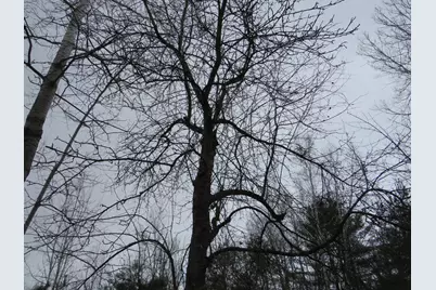 Vl Jefferson Road, Morley, MI 49336 - Photo 9