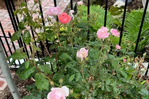 18939 I-Drive N, Marshall, MI 49068 - Photo 59