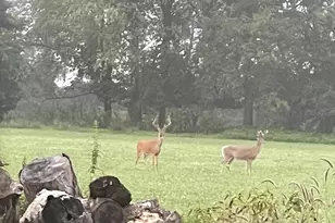 448 N Batavia Rd, Coldwater, MI 49036 - Photo 53