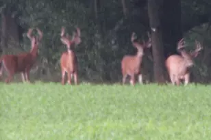 448 N Batavia Rd, Coldwater, MI 49036 - Photo 51