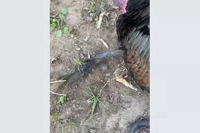 2500 W Quarter Line Road, Coleman, MI 48618 - Photo 191