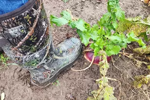 2500 W Quarter Line Rd, Coleman, MI 48618 - Photo 61