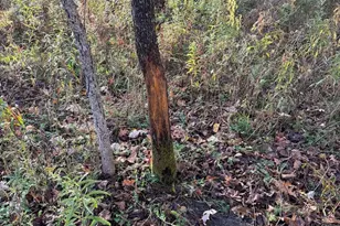 2500 W Quarter Line Rd, Coleman, MI 48618 - Photo 195