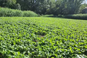 2500 W Quarter Line Rd, Coleman, MI 48618 - Photo 57