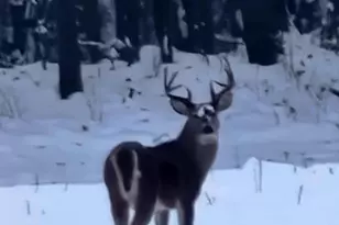 12251 Flowerfield Rd, Marcellus, MI 49067 - Photo 5