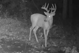 12251 Flowerfield Rd, Marcellus, MI 49067 - Photo 23