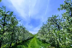 7737 Fruit Ridge Ave NW, Sparta, MI 49345 - Photo 47