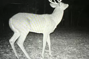 7808 E 48th St, Chase, MI 49623 - Photo 15