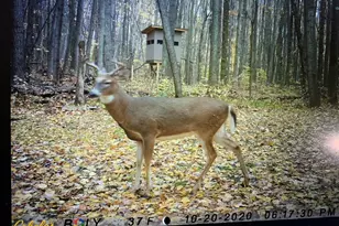 7808 E 48th St, Chase, MI 49623 - Photo 23