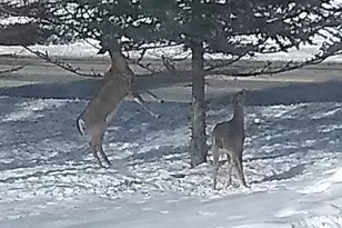 316 Monroe St, Concord, MI 49237 - Photo 53