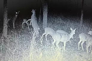 6130 Greggs Crossing Rd, Nashville, MI 49073 - Photo 45