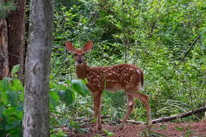9708 Oakview Drive, Portage, MI 49024 - Photo 29