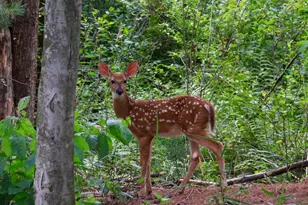 9708 Oakview Dr, Portage, MI 49024 - Photo 29