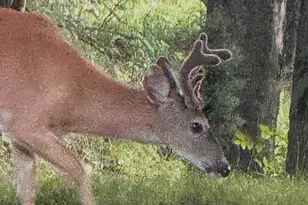 5141 90th Ave, Lakeview, MI 48850 - Photo 57