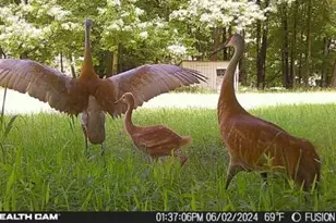 5141 90th Ave, Lakeview, MI 48850 - Photo 49