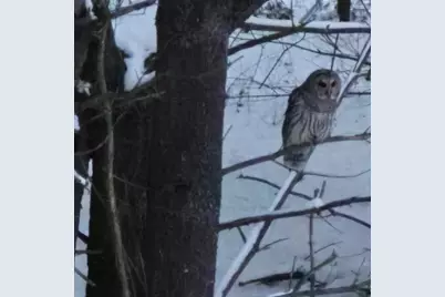 5141 90th Avenue, Lakeview, MI 48850 - Photo 47