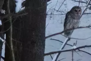 5141 90th Ave, Lakeview, MI 48850 - Photo 47