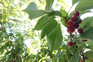 1186 Hampden Rd, Muskegon, MI 49441 - Photo 33