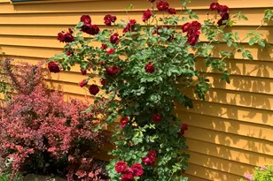 118 Linden Ct, Ypsilanti, MI 48197 - Photo 7