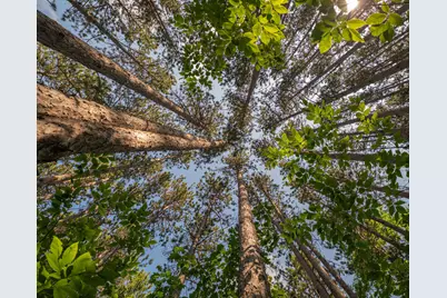 Vl W Phelps Road, Manton, MI 49663 - Photo 13