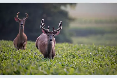 4959 Miller Road, Ann Arbor, MI 48103 - Photo 99