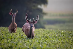 4959 Miller Rd, Ann Arbor, MI 48103 - Photo 99