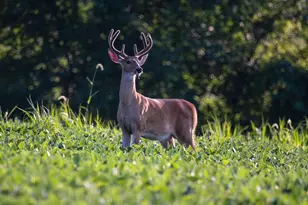 4959 Miller Rd, Ann Arbor, MI 48103 - Photo 101