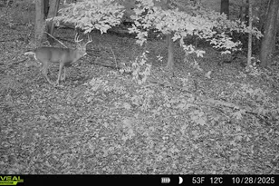 5860 S 36th St, Climax, MI 49034 - Photo 59