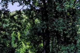 2205 Lake Wood Dr, Jackson, MI 49203 - Photo 61