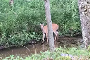 3833 E Creek Wood Dr, Chase, MI 49623 - Photo 41