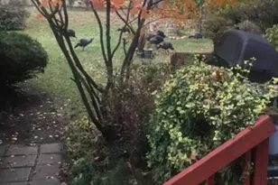 10040 Endicott St, Belleville, MI 48111 - Photo 33