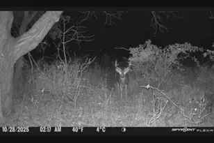 0 Springport Rd, Springport, MI 49284 - Photo 1