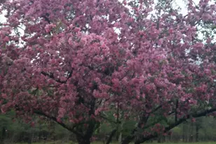 8493 W 5 Mile Rd, Irons, MI 49644 - Photo 21