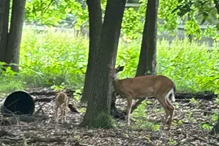 3879 Shamrock Dr, Lapeer, MI 48446 - Photo 39