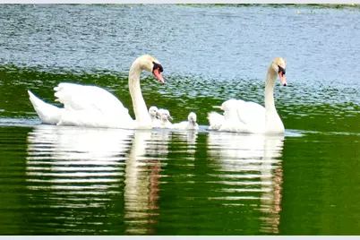 12294 Cranes Avenue, Richland, MI 49083 - Photo 51