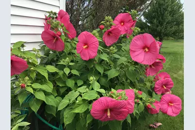 7238 Quackenbush Street, Dexter, MI 48130 - Photo 29