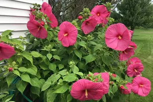 7238 Quackenbush St, Dexter, MI 48130 - Photo 29