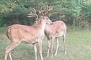 19820 Ivey Rd, Chelsea, MI 48118 - Photo 5