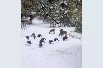 19820 Ivey Road, Chelsea, MI 48118 - Photo 37