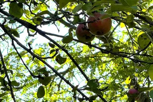 125 N Cedar St, Evart, MI 49631 - Photo 73