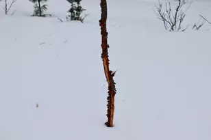 4440 W Cherry Creek Rd, Greenwood, MI 49756 - Photo 47