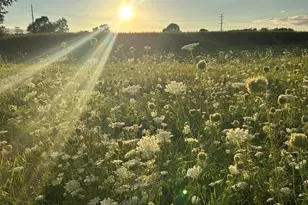 10989 Scio Church Rd, Chelsea, MI 48118 - Photo 77